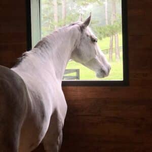 Horse in boarding stall looking out the window fresh air