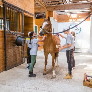 Horse Stables & Wellness Program