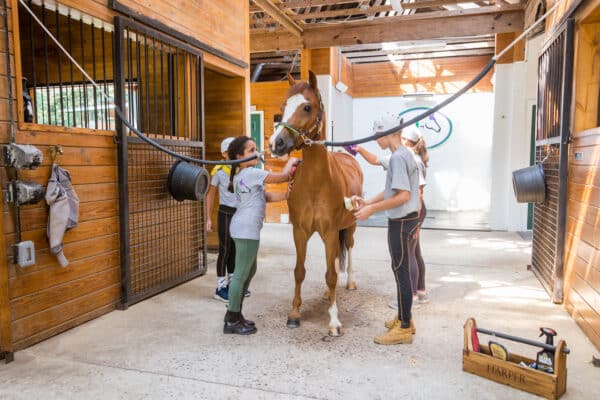 Horse Stables & Wellness Program