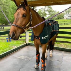 the Bemer therapeutic blanket horse wellness program