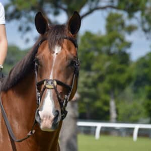 Canton, GA Horse Boarding and Training